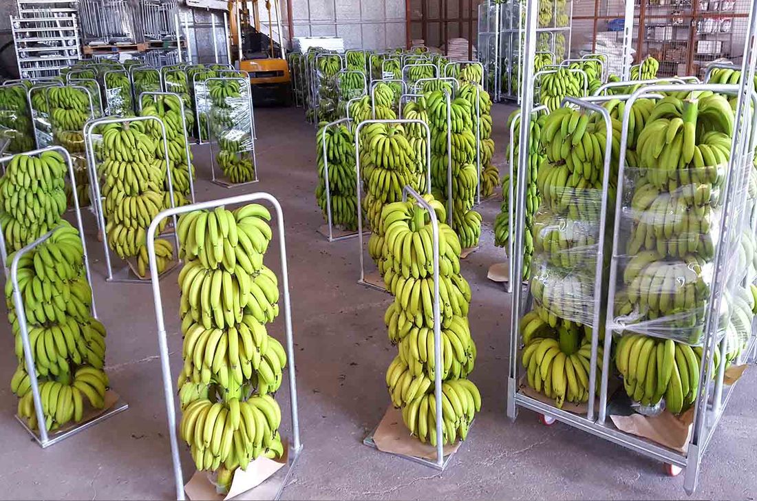процесс газации бананов