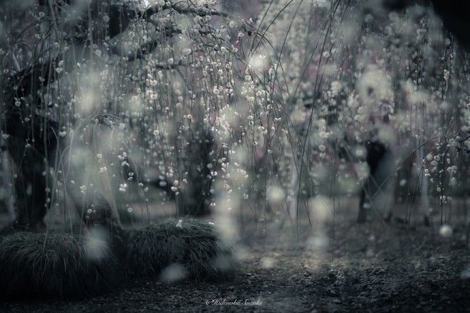yaponskaya vesna foto 5