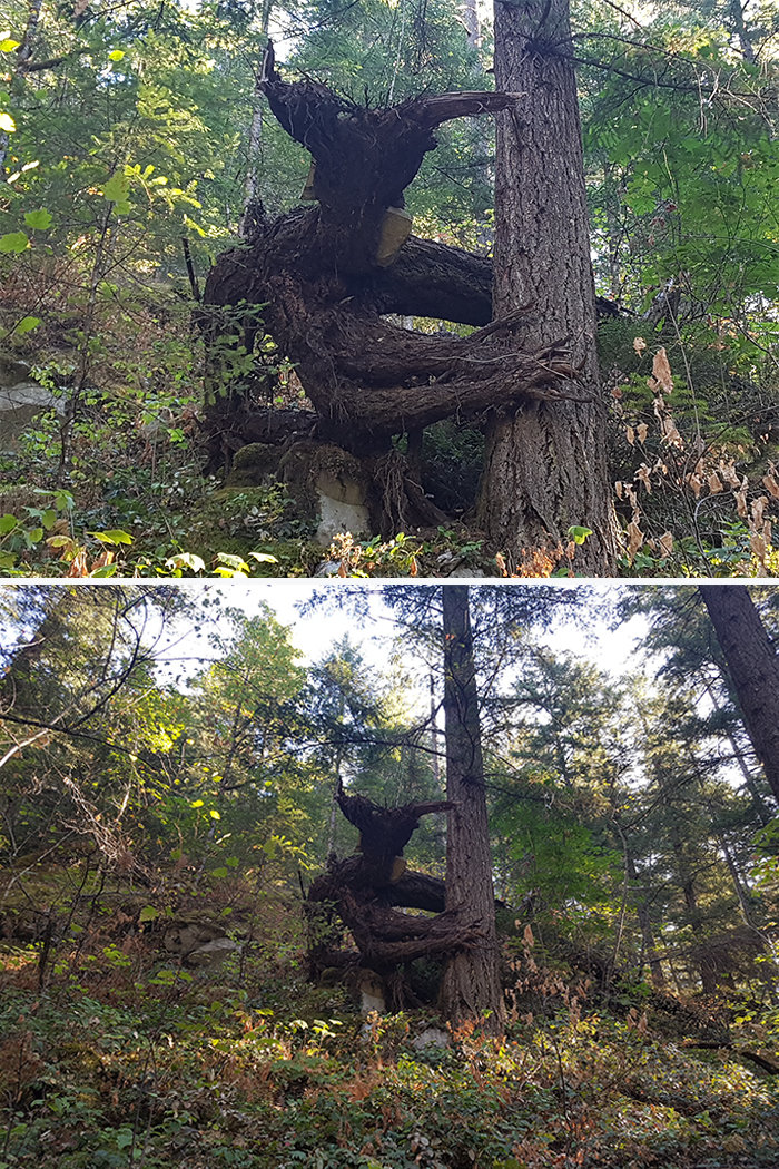 1. Árbol del árbol del demonio, árboles, ilusión óptica, pareidolia, parece pero no lo mismo, parece, parece una cara.