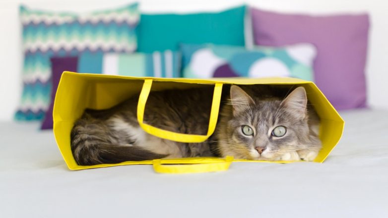 Котейка в коробейке: почему коитики обожают коробки