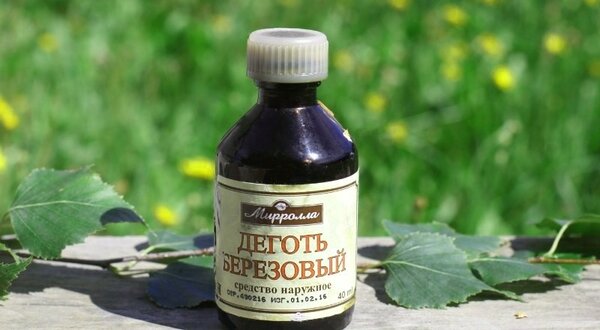 Обрабатываю клубнику дегтем и собираю урожай ведрами Обрабатываю клубнику дегтем и собираю урожай ведрами