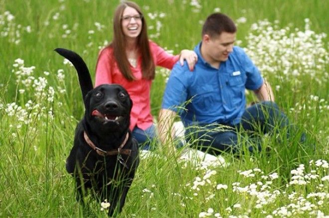 25 уморительных фотографий на которых неожиданно появилась собака 25 уморительных фотографий на которых неожиданно появилась собака