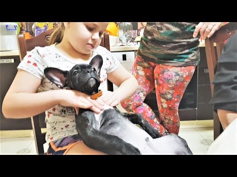Животные Приколы 2018 Самые Смешные и Милые Видео про СОБАК Май Животные Приколы 2018 Самые Смешные и Милые Видео про СОБАК Май