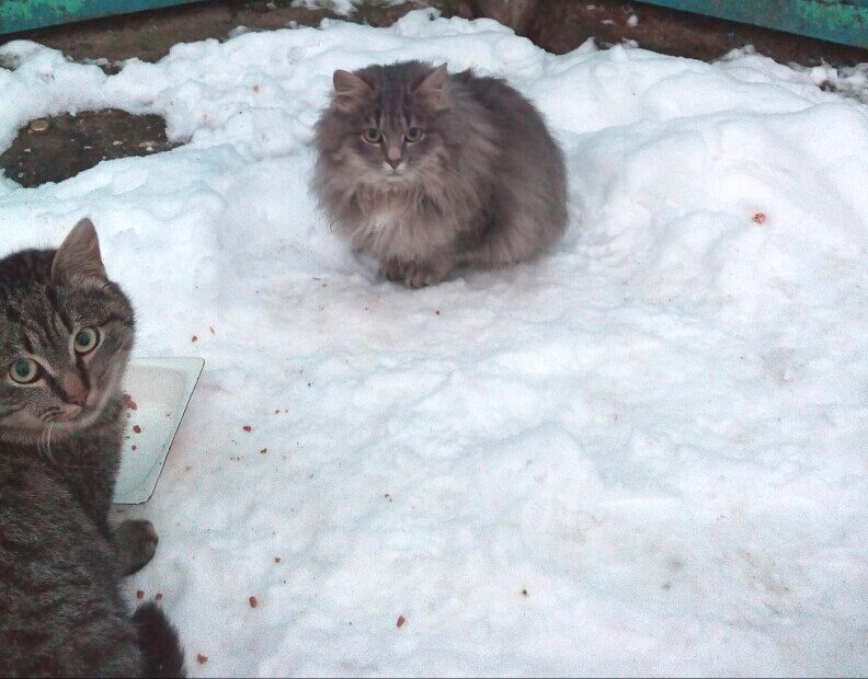 Летние брошенные котята и совсем никому не нужные... Помогите хотя бы временно Летние брошенные котята и совсем никому не нужные... Помогите хотя бы временно