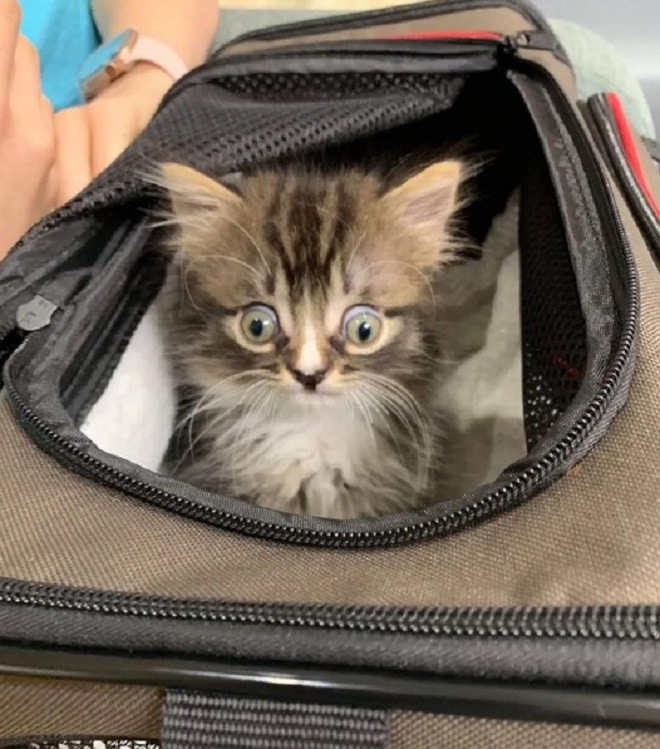Сумка с котенком Котенок в сумке