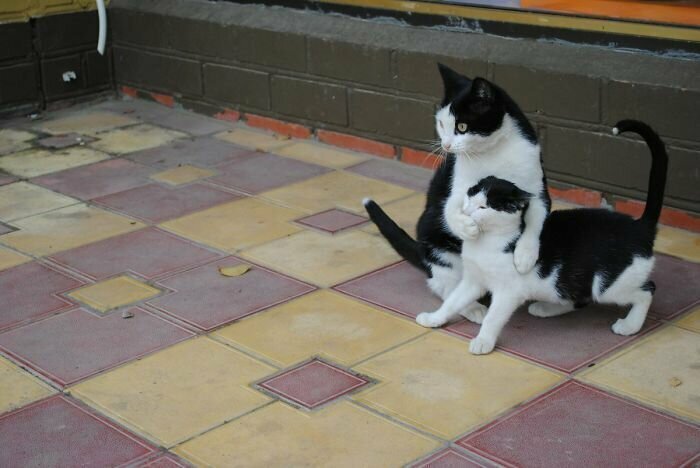 Котики, которые так и притягивают внимание к себе Котики, которые так и притягивают внимание к себе