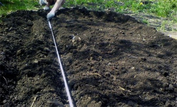 Посадка армерии в грунт и на рассаду: сроки и правила посадки цветка. Уход за растением и подготовка армерии к зиме Посадка армерии в грунт и на рассаду: сроки и правила посадки цветка. Уход за растением и подготовка армерии к зиме