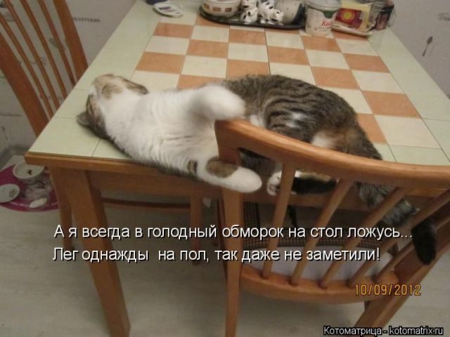 Котоматрицы для подзарядки позитивом))) Котоматрицы для подзарядки позитивом)))