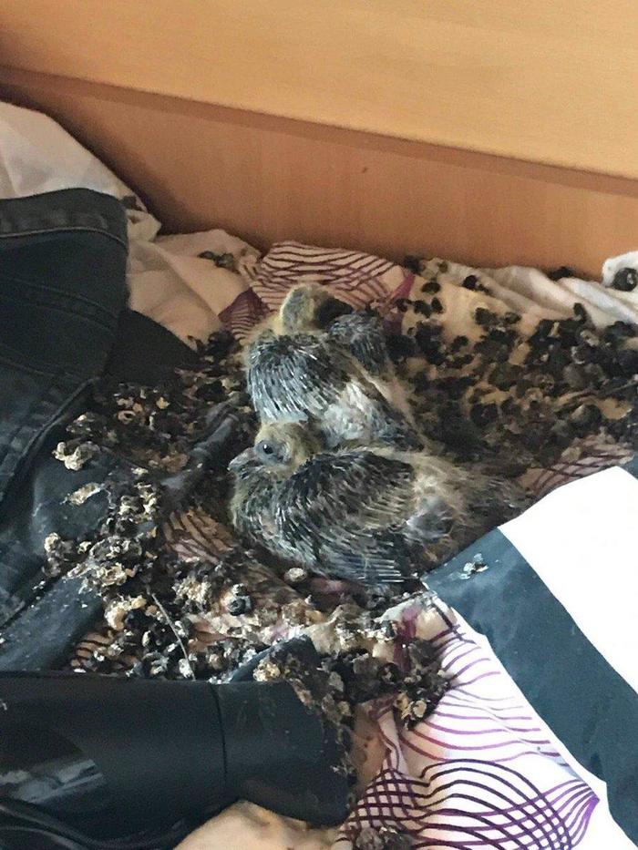 Когда забыл закрыть окно в общаге на 2 месяца