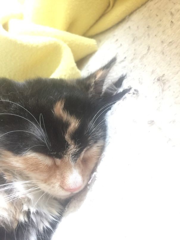 Кото-Поттер Кото-Поттер животные, забавно, коты, кошки, неожиданно, окрас, окрас кошек, фото