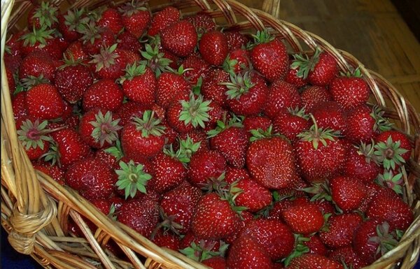 Обрабатываю клубнику дегтем и собираю урожай ведрами Обрабатываю клубнику дегтем и собираю урожай ведрами