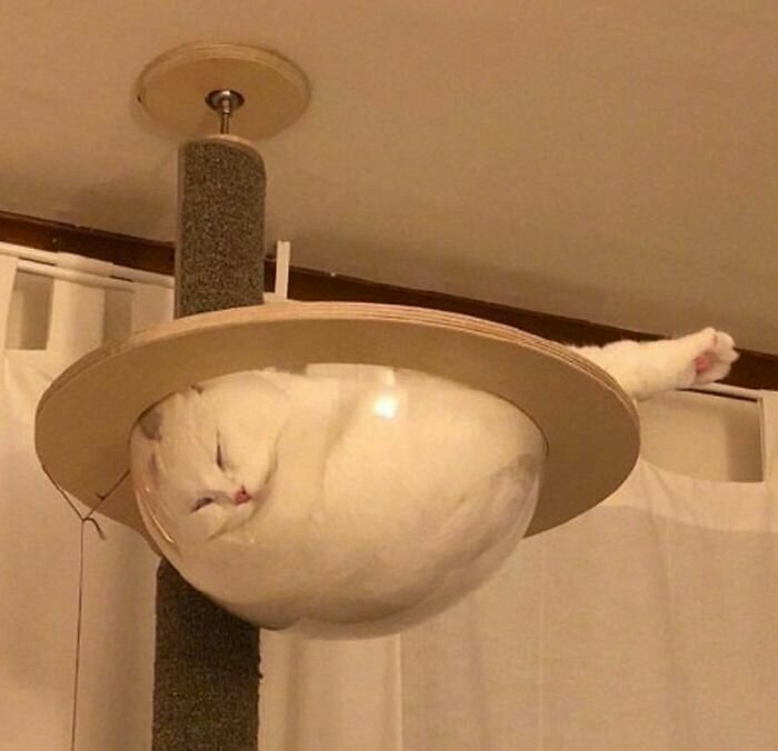 Котики, которые так и притягивают внимание к себе Котики, которые так и притягивают внимание к себе