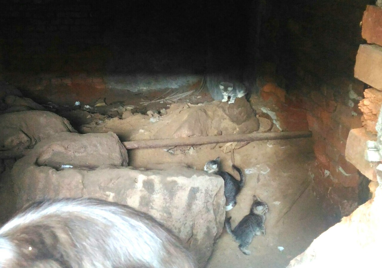 Нужен дом, где их полюбят и больше никогда не предадут! Нужен дом, где их полюбят и больше никогда не предадут!