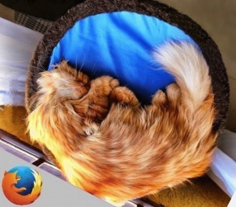 Рыжие коты восхитительны! Рыжие коты восхитительны!