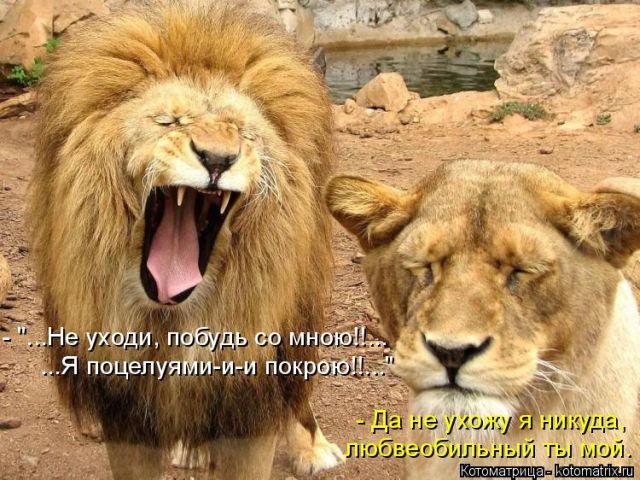 Котоматрицы великолепные, каждая с кусочком тепла, позитива и улыбкой!!! Всем добрых событий сегодня!!! Котоматрицы великолепные, каждая с кусочком тепла, позитива и улыбкой!!! Всем добрых событий сегодня!!!