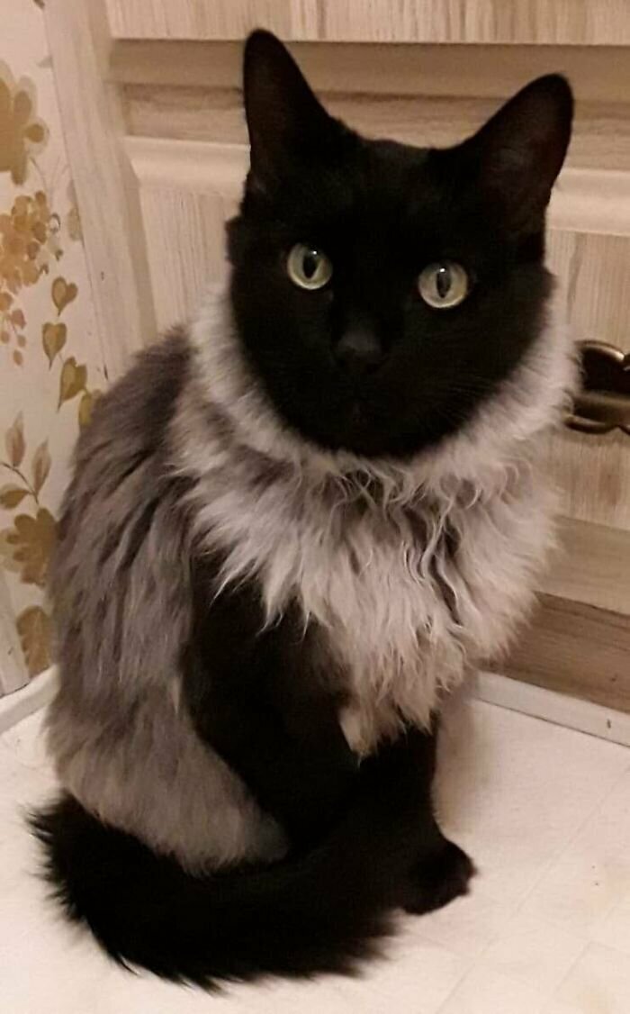 Котики, которые так и притягивают внимание к себе Котики, которые так и притягивают внимание к себе