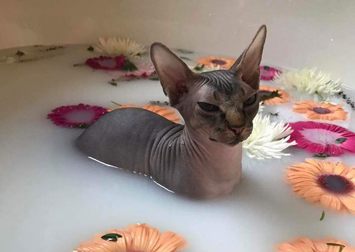 7 фото лысых сфинксов, которых хочется погладить