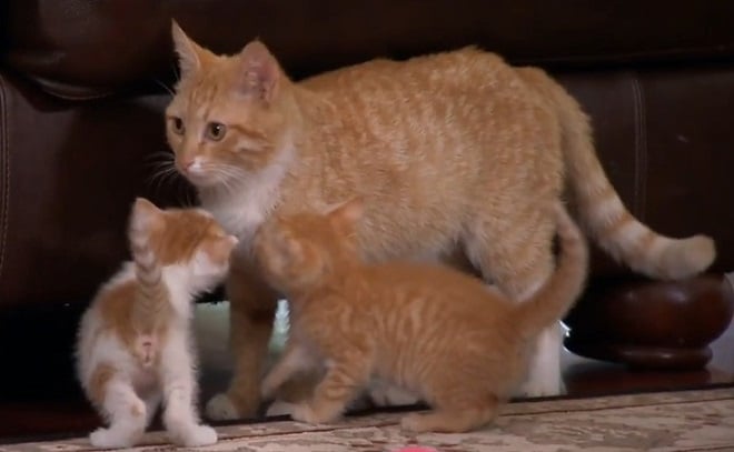 Кошка и детки Кошка с котятами