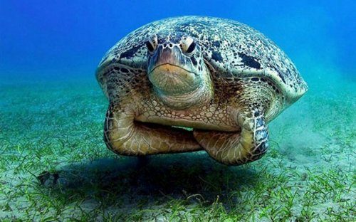 Сердитые мордочки