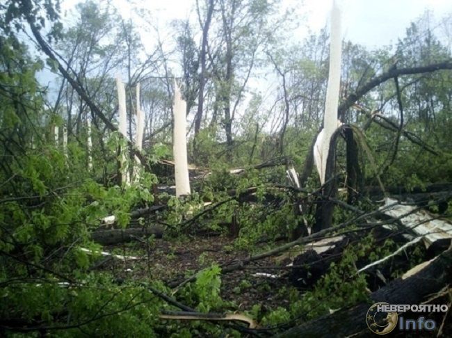 Деревья под Орлом сбросили кору