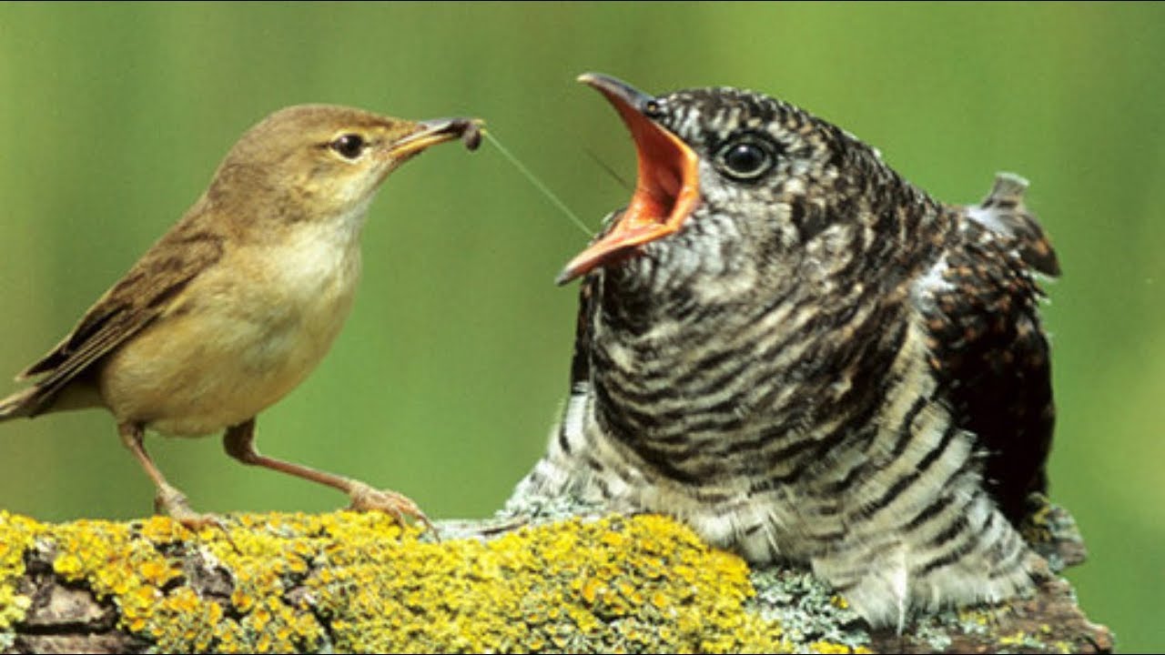 Фотографии птиц с конкурса Bird Photographer