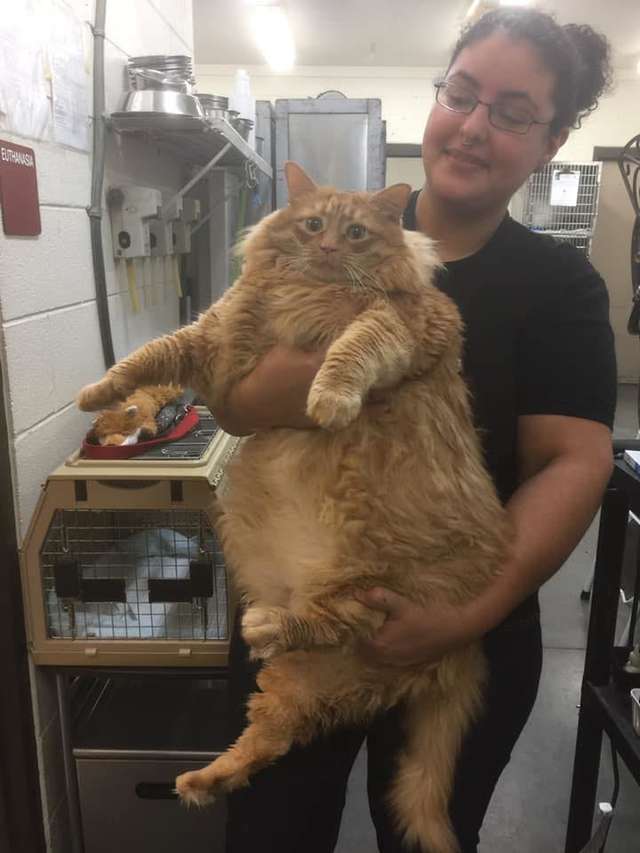 помощь коту толстый кот