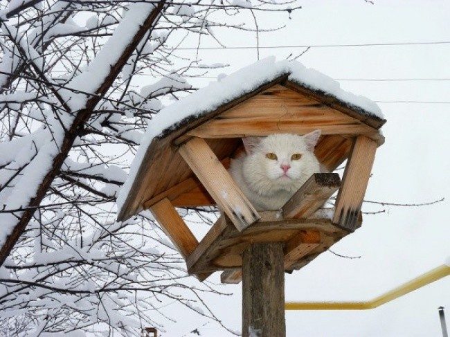 Весна — коты прилетели! Весна — коты прилетели!