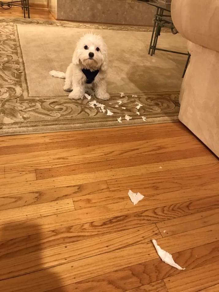 "Я не причем, честно!")) "Я не причем, честно!"))