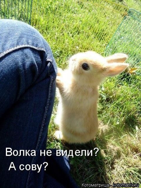 Котоматрицы для подзарядки позитивом))) Котоматрицы для подзарядки позитивом)))