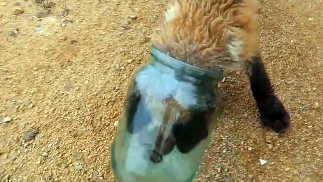 Спасение лисёнка!