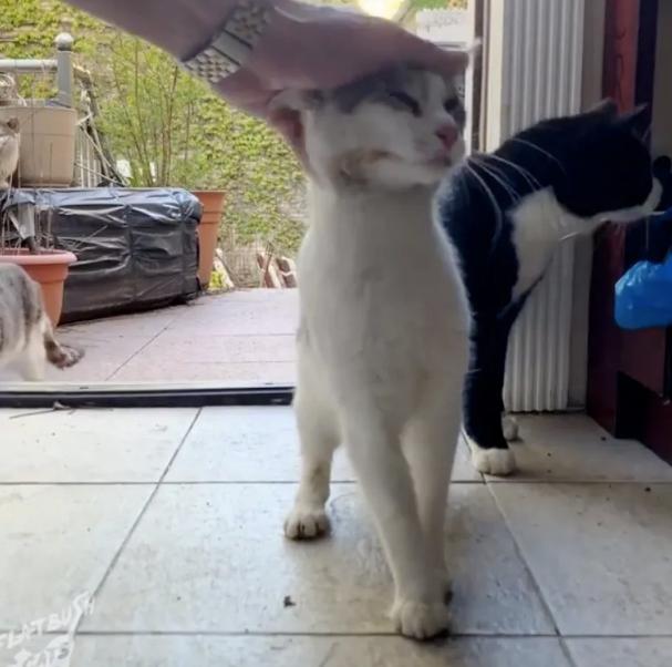 помощь уличной кошке кошку гладят
