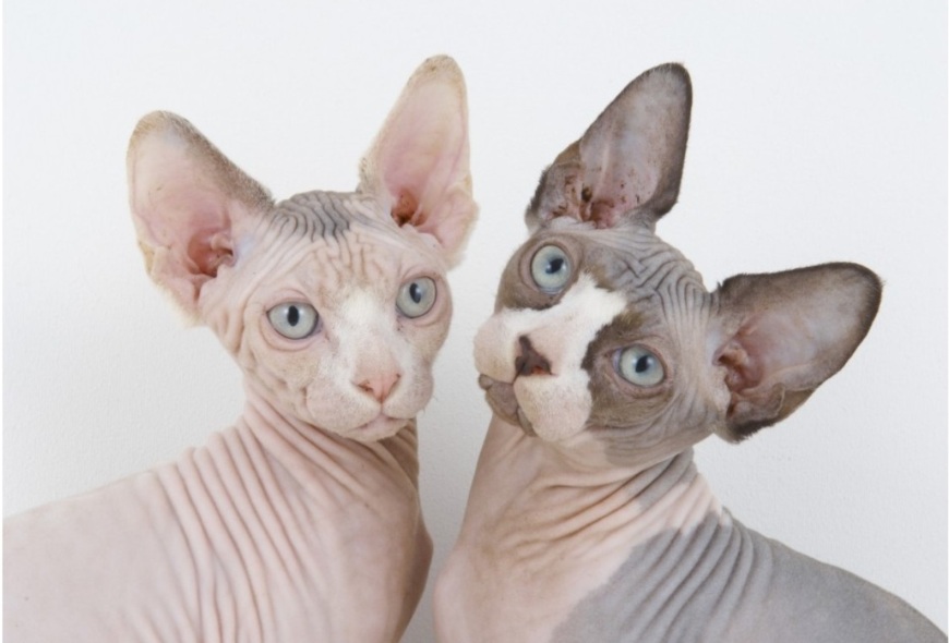 http://likeme365.com/images/sampledata/Sphynx_cat/7.jpg