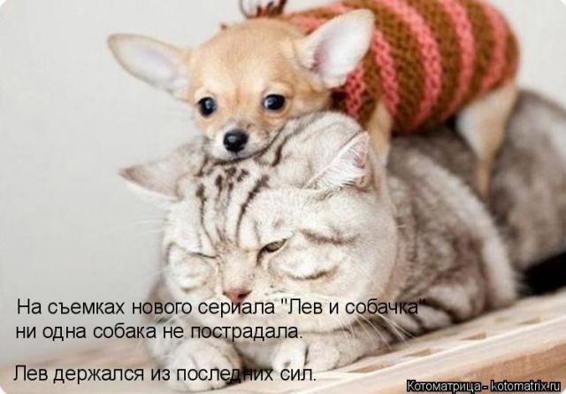 Котоматрицы великолепные, каждая с кусочком тепла, позитива и улыбкой!!! Всем добрых событий сегодня!!! Котоматрицы великолепные, каждая с кусочком тепла, позитива и улыбкой!!! Всем добрых событий сегодня!!!