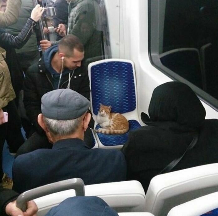 Котики, которые так и притягивают внимание к себе Котики, которые так и притягивают внимание к себе
