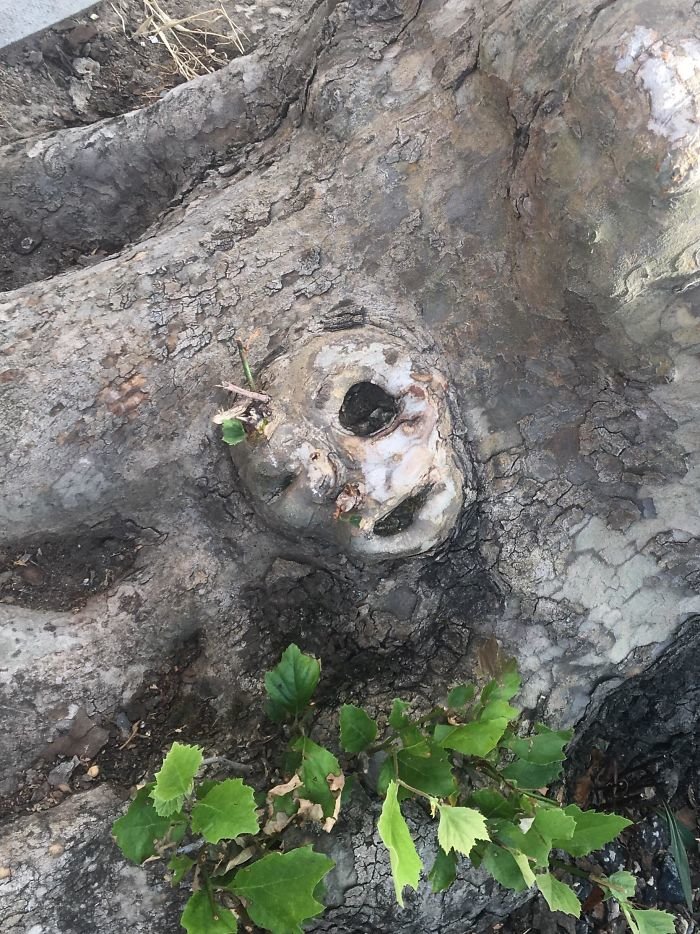 22. Una persona que mira furtivamente desde las raíces de un árbol, árboles, una ilusión óptica, pareidolia, no parece lo mismo, no