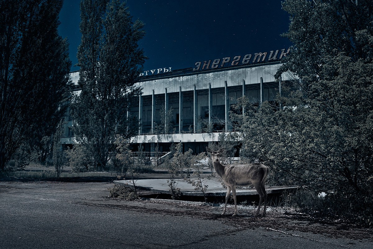 Новая жизнь в зоне отчуждения Новая жизнь в зоне отчуждения
