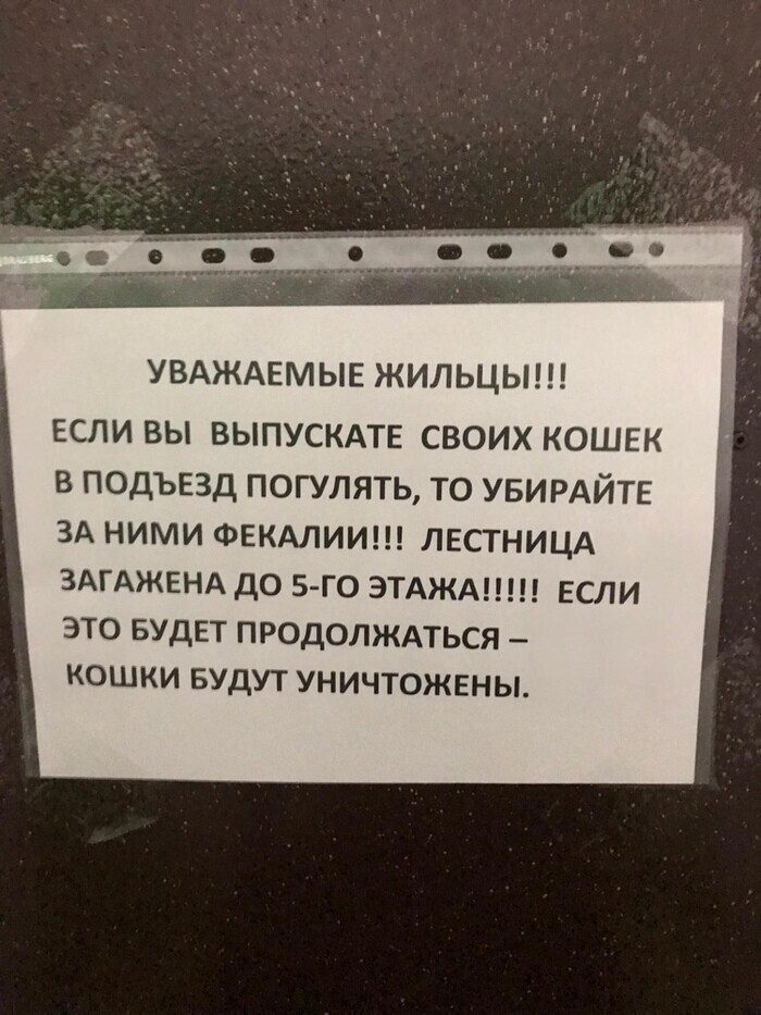 До уничтожения кошек 3...2...1... И снова о нюансах жизни в многоэтажке
(16 фото)