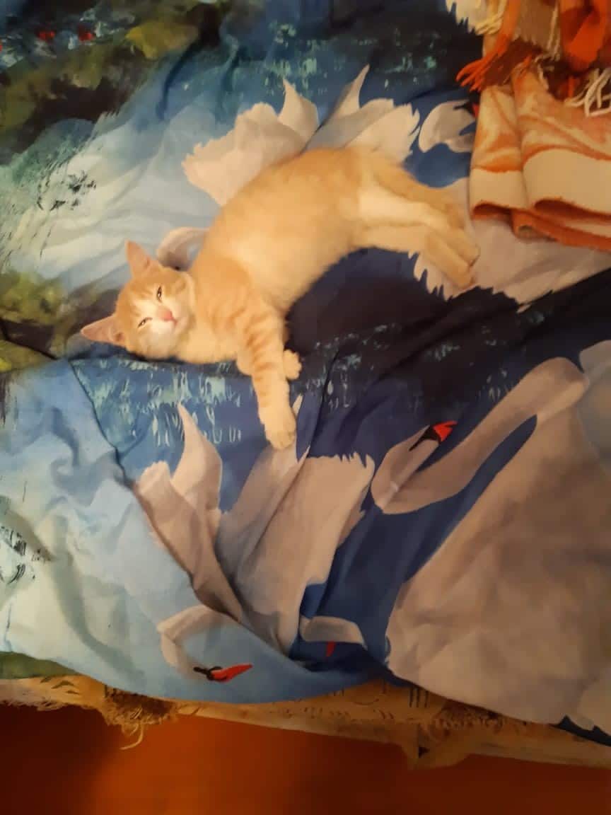 помощь котенку кот на кровати