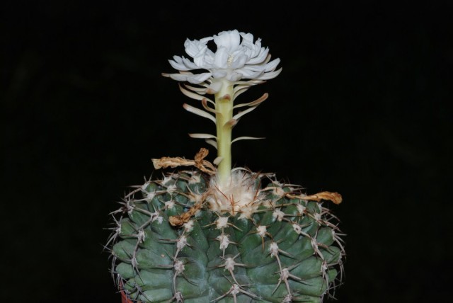   (Discocactus heptacanthus)