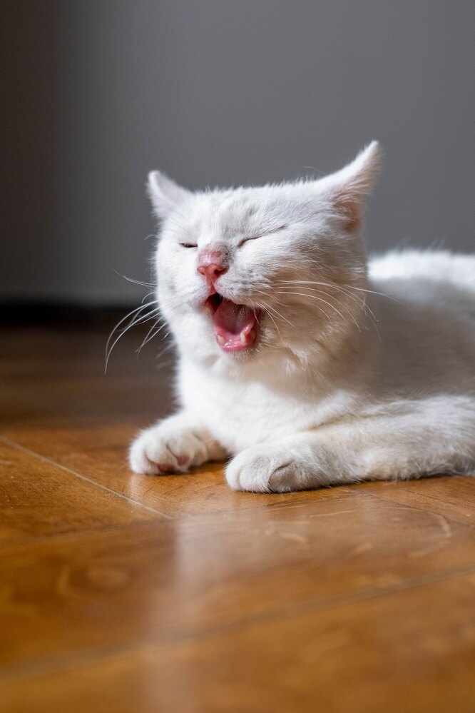 Как расшевелить ленивую кошку: почему кошка мало двигается и что делать