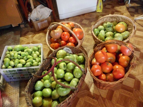 Выращивание томатов без полива