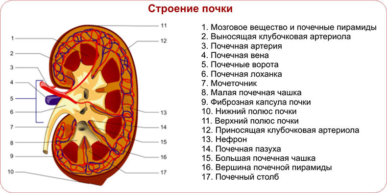 Почки