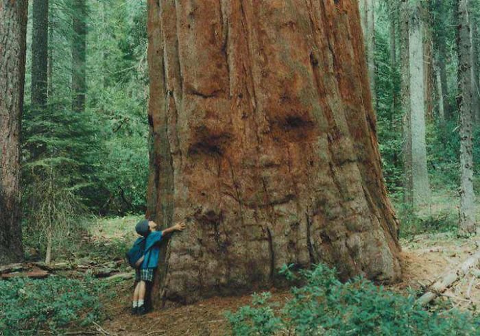 12. Abrazar un árbol, árboles, ilusión óptica, pareidolia, parece que no es lo mismo, parece que es una cara.