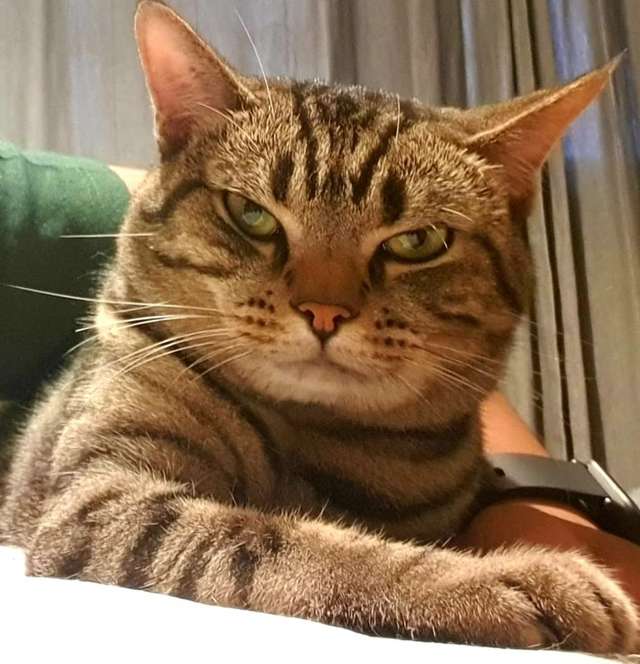 кот любит хозяина полосатый кот