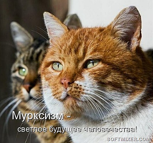 1495826292_kotomatricy-1