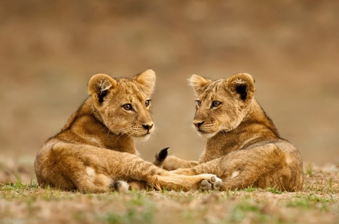 Сиеста. Автор: Marsel van Oosten. Сиеста. Автор: Marsel van Oosten.