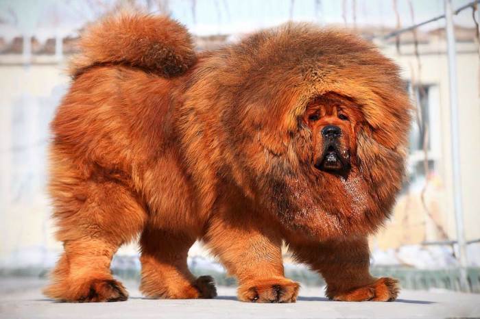 Настоящий лев среди собак. | Фото: disktrend.com. Настоящий лев среди собак. | Фото: disktrend.com.