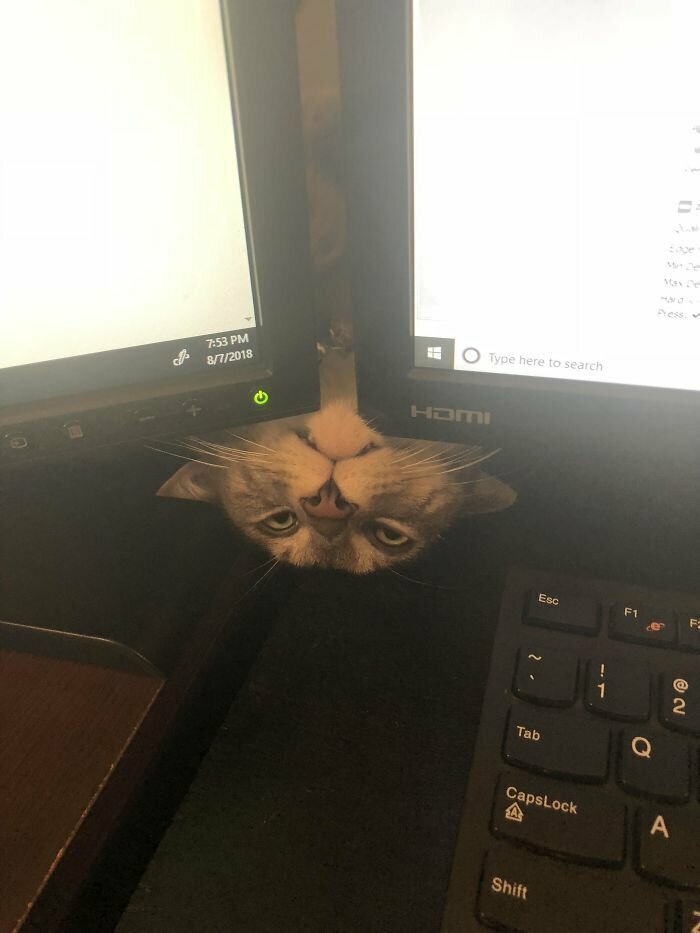 Котики, которые так и притягивают внимание к себе Котики, которые так и притягивают внимание к себе