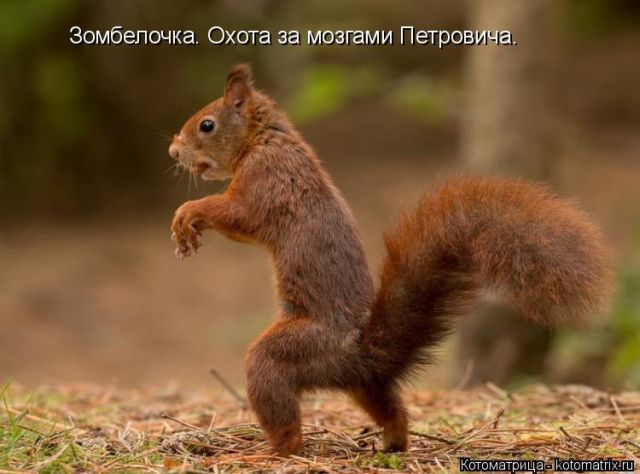 Котоматрицы великолепные, каждая с кусочком тепла, позитива и улыбкой!!! Всем добрых событий сегодня!!! Котоматрицы великолепные, каждая с кусочком тепла, позитива и улыбкой!!! Всем добрых событий сегодня!!!