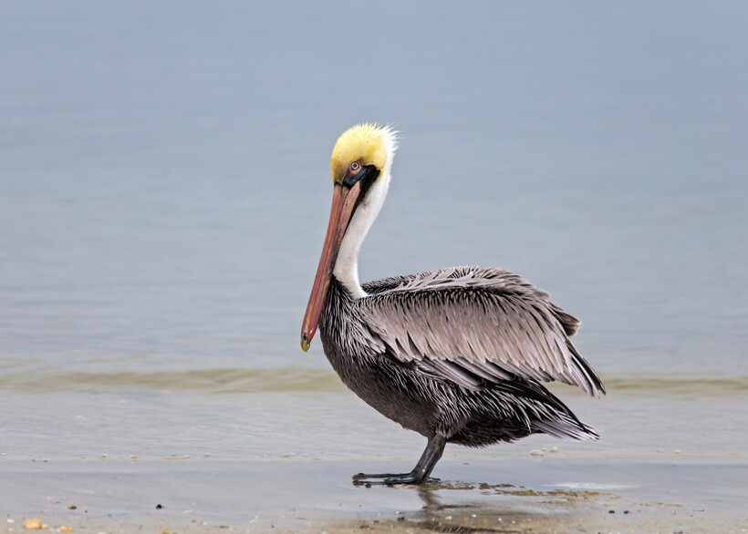 Фото: j.strome / flickr.com Фото: j.strome / flickr.com